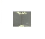 Bottle Neck Tampa Plastic (Shrink ) - Image 2