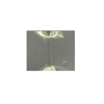 Bottle Neck Tampa Plastic (Shrink )- 55mm X 40mm - Lay Flat (shrink range) (circumference : 85 - 105mm)