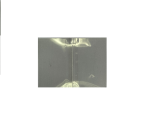 Bottle Neck Tampa Plastic (Shrink ) - Image 3