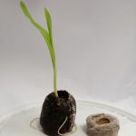 Jiffy Coir 40mm x 45mm